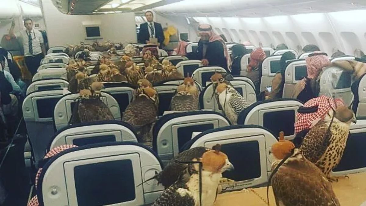 Royal Transportation: Saudi Prince Once Reserved Economy Class Tickets For His 80 Falcons!